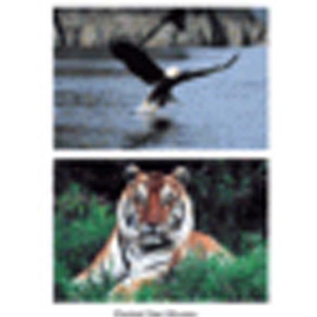 STAGES LEARNING MATERIALS Stages Learning Materials Slm151 Wild Animal Poster Set Set Of 10 SLM151